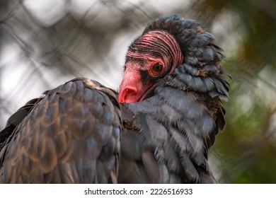 Close-up of Turkey vulture (Cathartes aura)  - Shutterstock ID 2226516933