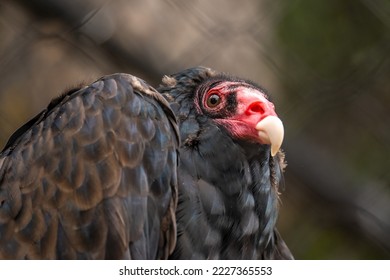 Close-up of Turkey vulture (Cathartes aura)  - Shutterstock ID 2227365553