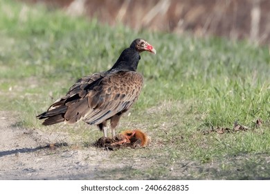 Closeup of Turkey Vulture feeding on dead muskrat flesh