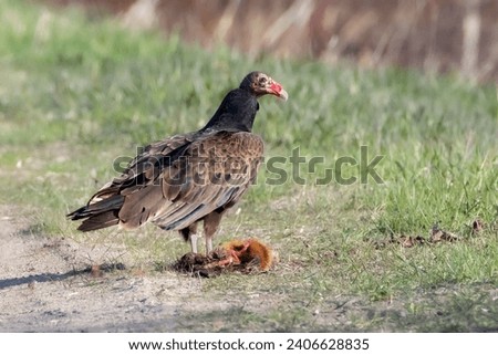 Closeup of Turkey Vulture feeding on dead muskrat flesh