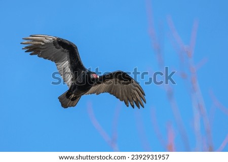 Closeup of a turkey vulture flying overhead. A tree with bare branches peaks out from the corner in fall.