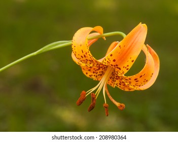 Closeup Of Turk's Cap Lily, Lilium Superbum