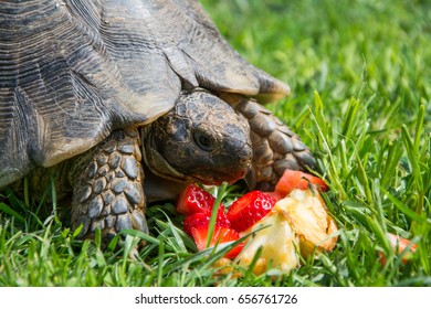 102 Turtle eating apple Images, Stock Photos & Vectors | Shutterstock