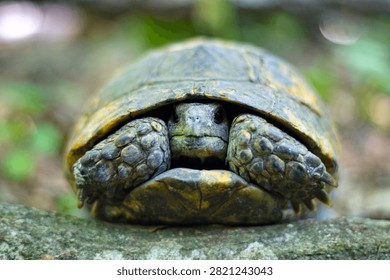 Close-up of Turtle Peeking From Shell