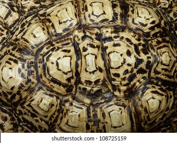 Closeup Of A Turtle Shell.