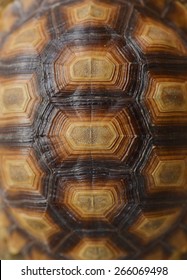 Closeup Of A Turtle Shell.