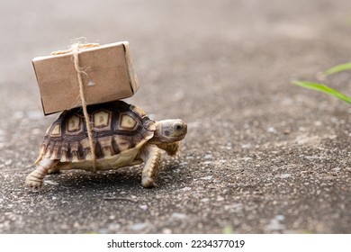 Close-up turtle with shipping box on a back,Slow delivery on turtle