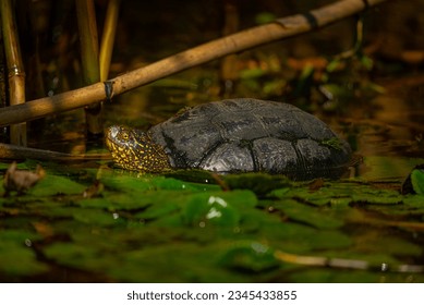 A close-up of a turtle submerged in a tranquil water of a pond in Danube delta