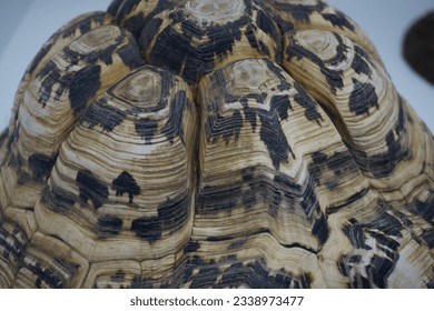 Close-up of a turtle's empty carapace
 - Shutterstock ID 2338973477