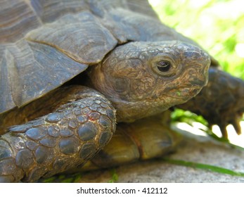 Closeup of a Turtles head - Shutterstock ID 412112