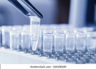 Close-up Of Tweezers Loading Test Tubes With Sampled DNA For Polymerase Chain Reaction. Blue Toned Image