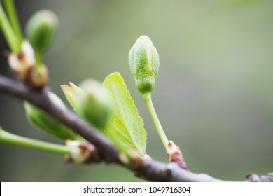Closeup of twigs with leaf buds ready to burst. Young nature waking up at spring time with tree branch full of buds and small leaves, nature concept. The awakening of spring and nature beauty