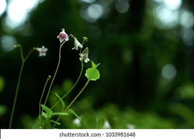 A Closeup Of A Twinflower