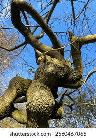 A close-up of twisted tree branches, showcasing their intricate, gnarled shapes and textures, creating a dramatic and natural composition