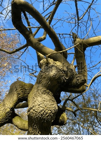 A close-up of twisted tree branches, showcasing their intricate, gnarled shapes and textures, creating a dramatic and natural composition