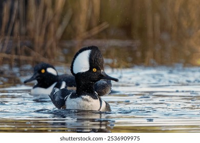 A closeup of two adorable hooded merganser ducks swimming in a lake - Powered by Shutterstock