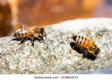 A Closeup Of Two Africanized Bee Workers (Africanized Honey Bee Or The 