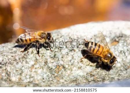 A closeup of two africanized bee workers (Africanized honey bee or the 