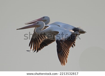 A closeup of two American white pelicans during flight  Pelecanus erythrorhynchos 