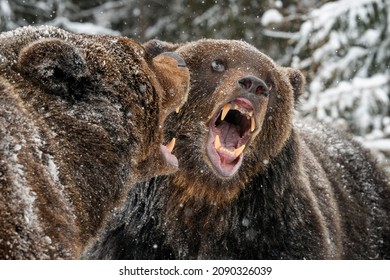 Close-up Two Angry Brown Bear Fight In Winter Forest. Danger Animal In Nature Habitat. Big Mammal. Wildlife Scene