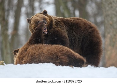 Close-up Two Angry Brown Bear Fight In Winter Forest. Danger Animal In Nature Habitat. Big Mammal. Wildlife Scene