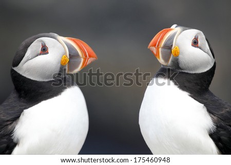 Closeup of two Atlantic Puffins facing each other in Newfoundland, Canada