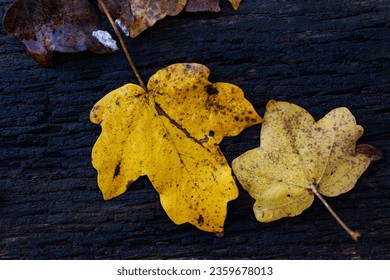 Close-up of two autumn leaves on the wooden dark surface - Powered by Shutterstock