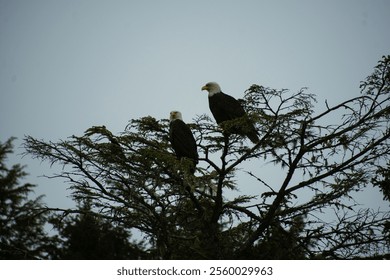 A closeup of two bald eagles perched on a tree branch on a cloudy day