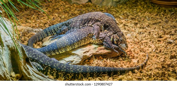 Closeup Of Two Black And White Giant Tegus, One Tegu Laying On Top Of The Other One, Funny Dominant Animal Behavior, Big Tropical Lizard From America