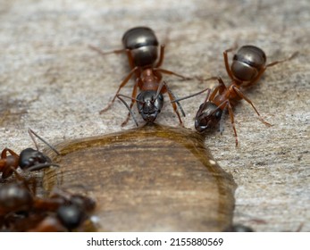close-up of two carpenter ants, Camponotus vicinus, drinking honey 