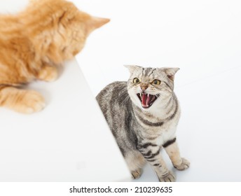 closeup of two cats in a conflict over  white background