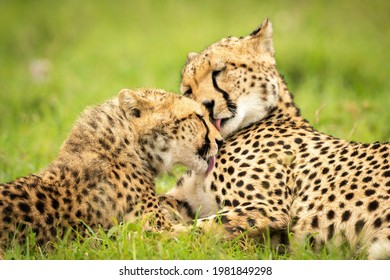 770 Cheetahs licking Images, Stock Photos & Vectors | Shutterstock