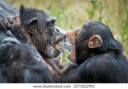 Close-up of two chimpanzees interacting, showcasing their expressions in a natural habitat.
