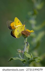 Closeup of two common clouded yellow butterflies, Colias croceus, in copula, mating