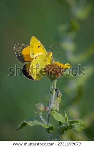 Closeup of two common clouded yellow butterflies, Colias croceus, in copula, mating