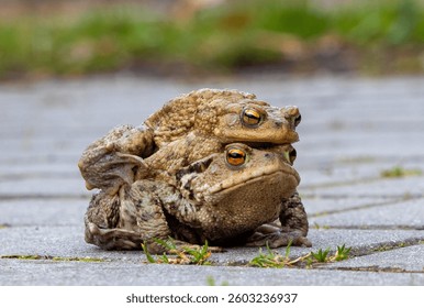 Close-up of two common toads (Bufo bufo) during mating