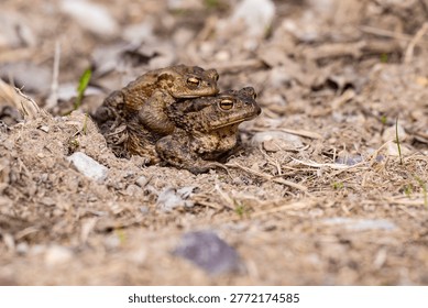 Close-up of two common toads (Bufo bufo) mating on a forest floor in Latvia during spring migration. This natural wildlife scene captures amphibian breeding behavior as toads cross paths to reach spawning sites. The image highlights texture, camouflage, and ecological importance of amphibians in European ecosystems. Ideal for themes of biodiversity, conservation, animal behavior, and seasonal wildlife activity.