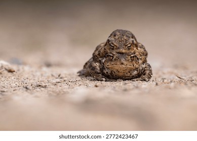 Close-up of two common toads (Bufo bufo) mating on a forest floor in Latvia during spring migration. This natural wildlife scene captures amphibian breeding behavior as toads cross paths to reach spawning sites. The image highlights texture, camouflage, and ecological importance of amphibians in European ecosystems. Ideal for themes of biodiversity, conservation, animal behavior, and seasonal wildlife activity.