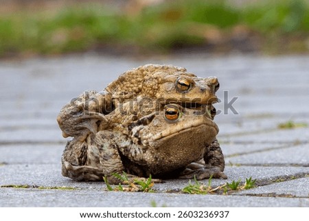 Close-up of two common toads (Bufo bufo) during mating