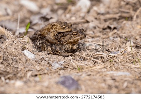 Close-up of two common toads (Bufo bufo) mating on a forest floor in Latvia during spring migration. This natural wildlife scene captures amphibian breeding behavior as toads cross paths to reach spawning sites. The image highlights texture, camouflage, and ecological importance of amphibians in European ecosystems. Ideal for themes of biodiversity, conservation, animal behavior, and seasonal wildlife activity.