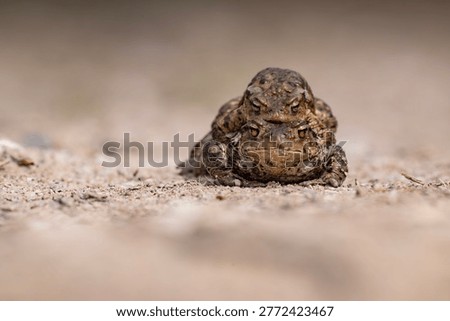 Close-up of two common toads (Bufo bufo) mating on a forest floor in Latvia during spring migration. This natural wildlife scene captures amphibian breeding behavior as toads cross paths to reach spawning sites. The image highlights texture, camouflage, and ecological importance of amphibians in European ecosystems. Ideal for themes of biodiversity, conservation, animal behavior, and seasonal wildlife activity.