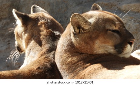 Closeup Of Two Cougars Laying Back To Back Resting