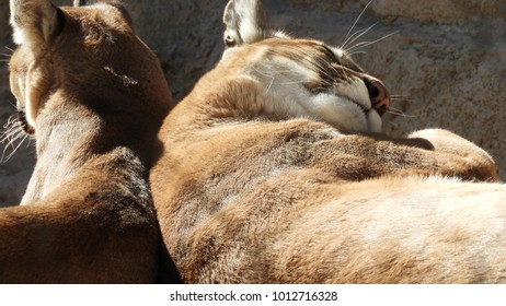 Closeup Of Two Cougars Napping