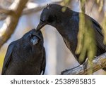 a closeup of two crows on a tree branch