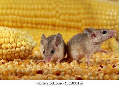 Closeup Two Curious Young Gray Mouse Lurk Near The Corn In The Warehouse. Concept Of Rodent Control. 