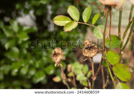 close-up of two dead rose buds with a blurred holly bush in the background