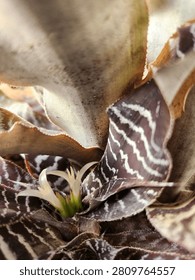 Close-up of two delicate white zebra plant flowers emerging from patterned foliage.