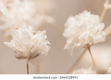 Closeup Two Dry light small white gypsophila romantic  flowers macro with blur background