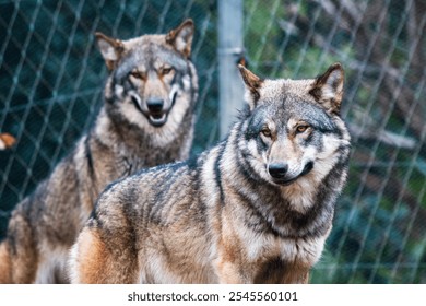 Close-up of two European wolves in a natural outdoor setting, showcasing their intense gaze and detailed fur texture. Perfect for wildlife, nature, and animal photography themes. - Powered by Shutterstock