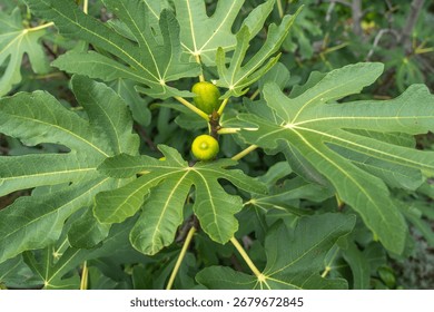 Close-up of two figs, one lighter and one darker green, among lush leaves. The shot captures their ripeness and vibrant growth.
